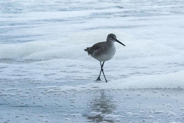 Quarters Daytona Wilbur-by-the-Sea
